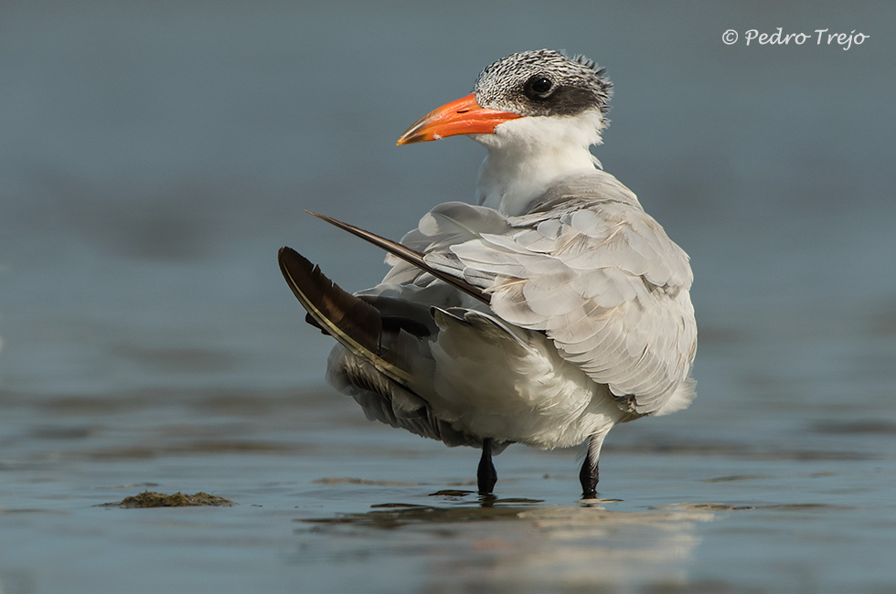 Pagaza piquirroja (Hydroprogne caspia)